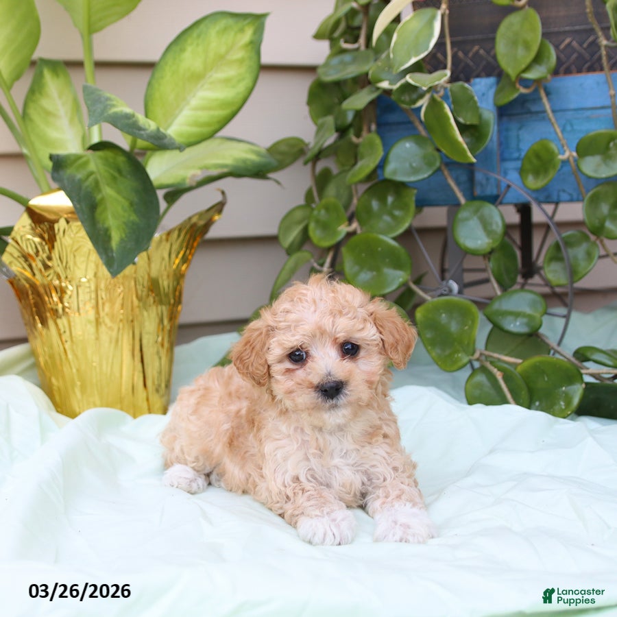 Toy Poodle dogs Percy - Ad 1