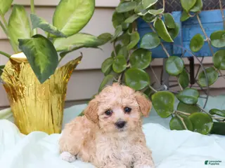 Toy Poodle dogs for sale: Percy - Ad 2