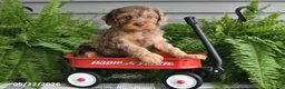 Cavapoo dogs for sale: Vonnie - Ad 1