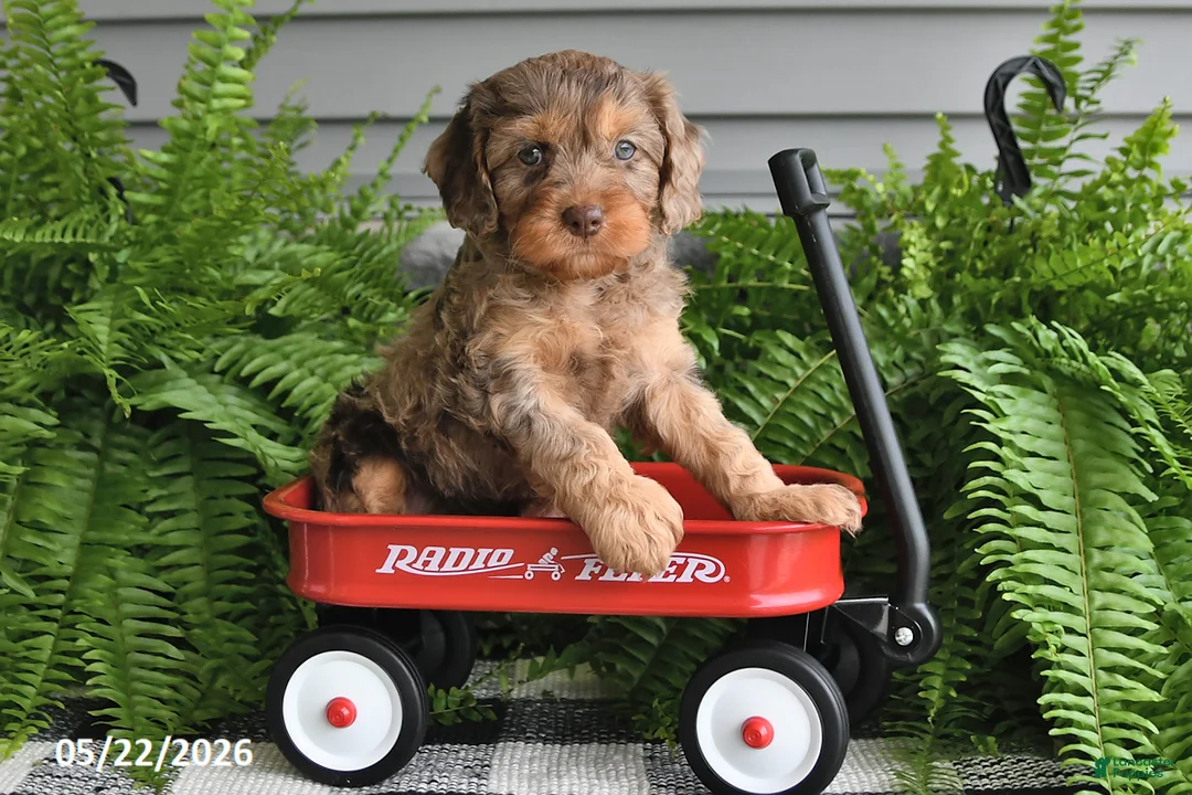 Cavapoo dogs for sale: Vonnie - Ad 1