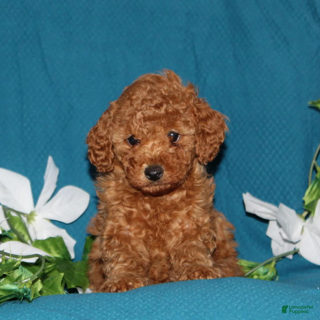 Mini Goldendoodle dogs for sale: Tasha  - Ad 1
