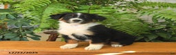 Australian Shepherd dogs for sale: Alex - Ad 3