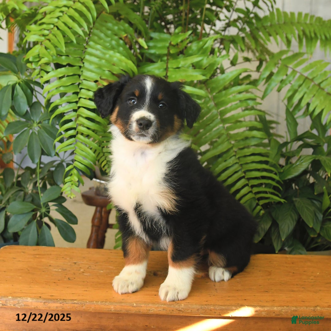 Australian Shepherd dogs for sale: Alex - Ad 3