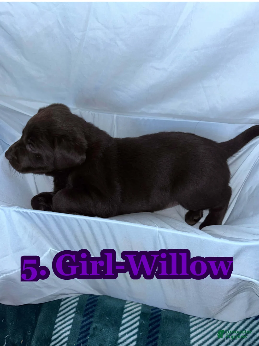 Labrador Retriever dogs for sale: Labrador Retriever Puppy 5 - Ad 2