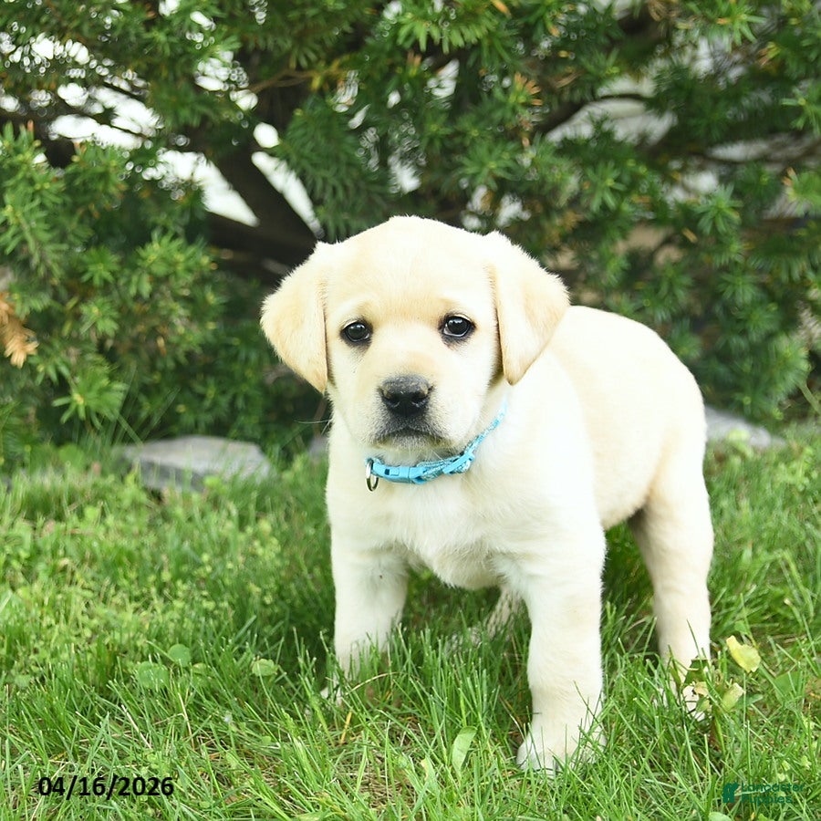 Labrador Retriever dogs Britney  - Ad 2