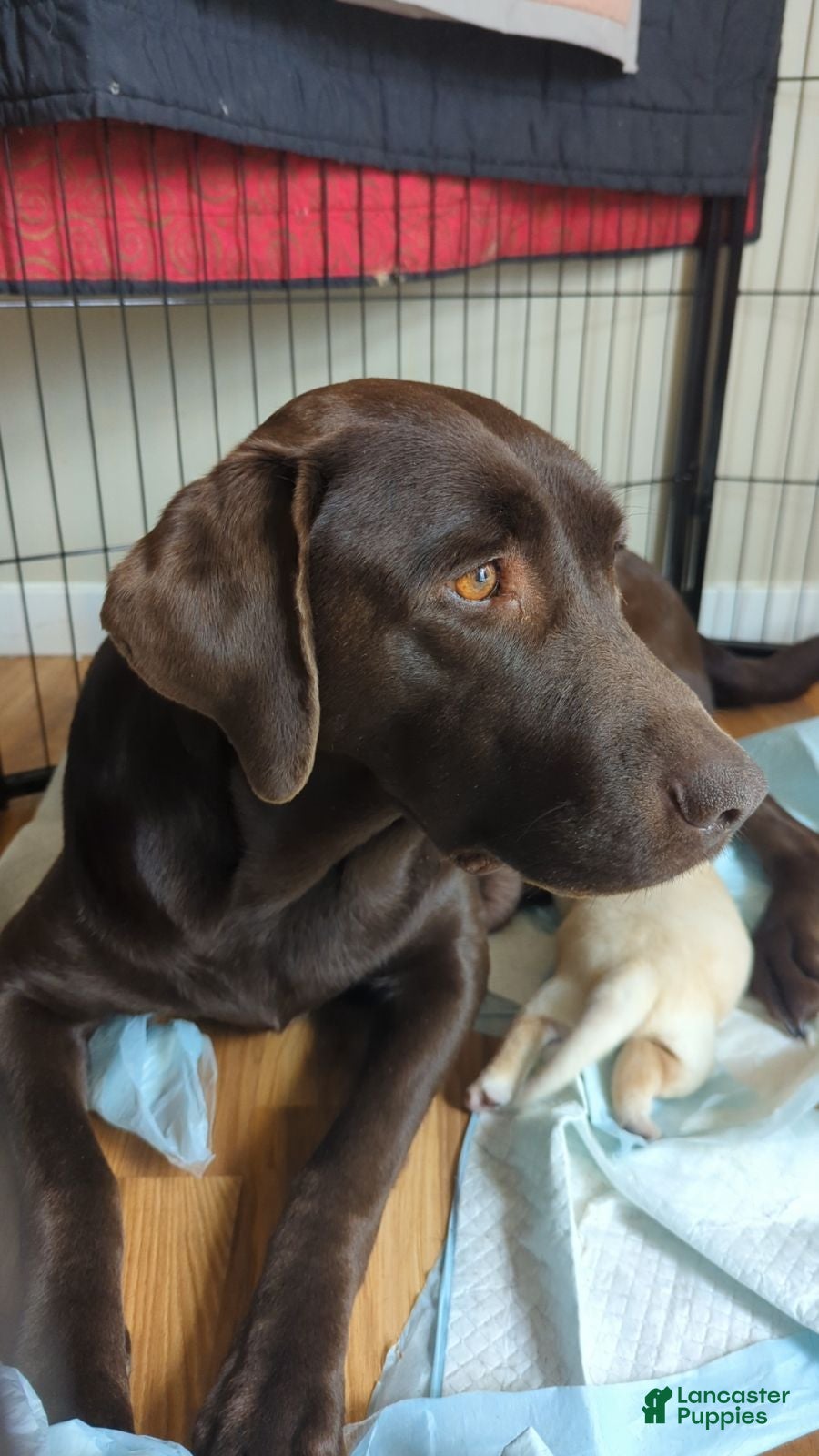 Labrador Retriever dogs Labrador Retriever 2 - Ad 2