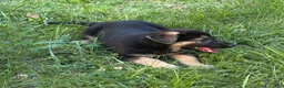 German Shepherd dogs for sale: Daisy - Ad 4