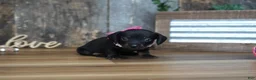 Miniature Dachshund dogs for sale: Ally - Ad 2