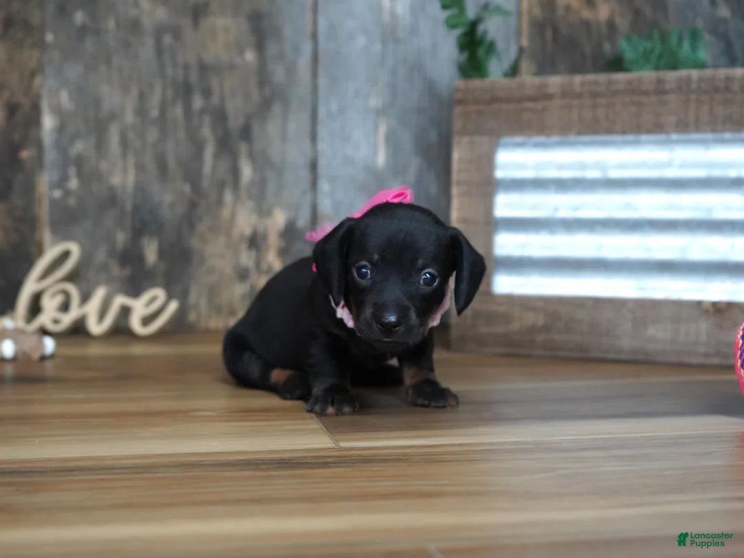 Miniature Dachshund dogs for sale: Ally - Ad 2