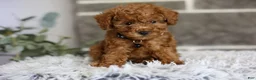 Toy Poodle dogs for sale: Quince - Ad 14