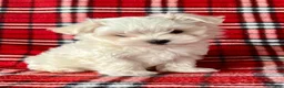 Maltese dogs for sale: Banjo - Ad 6