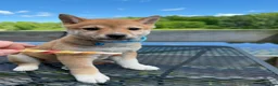 Shiba Inu dogs for sale: 💙 Bluey 💙 - Ad 3
