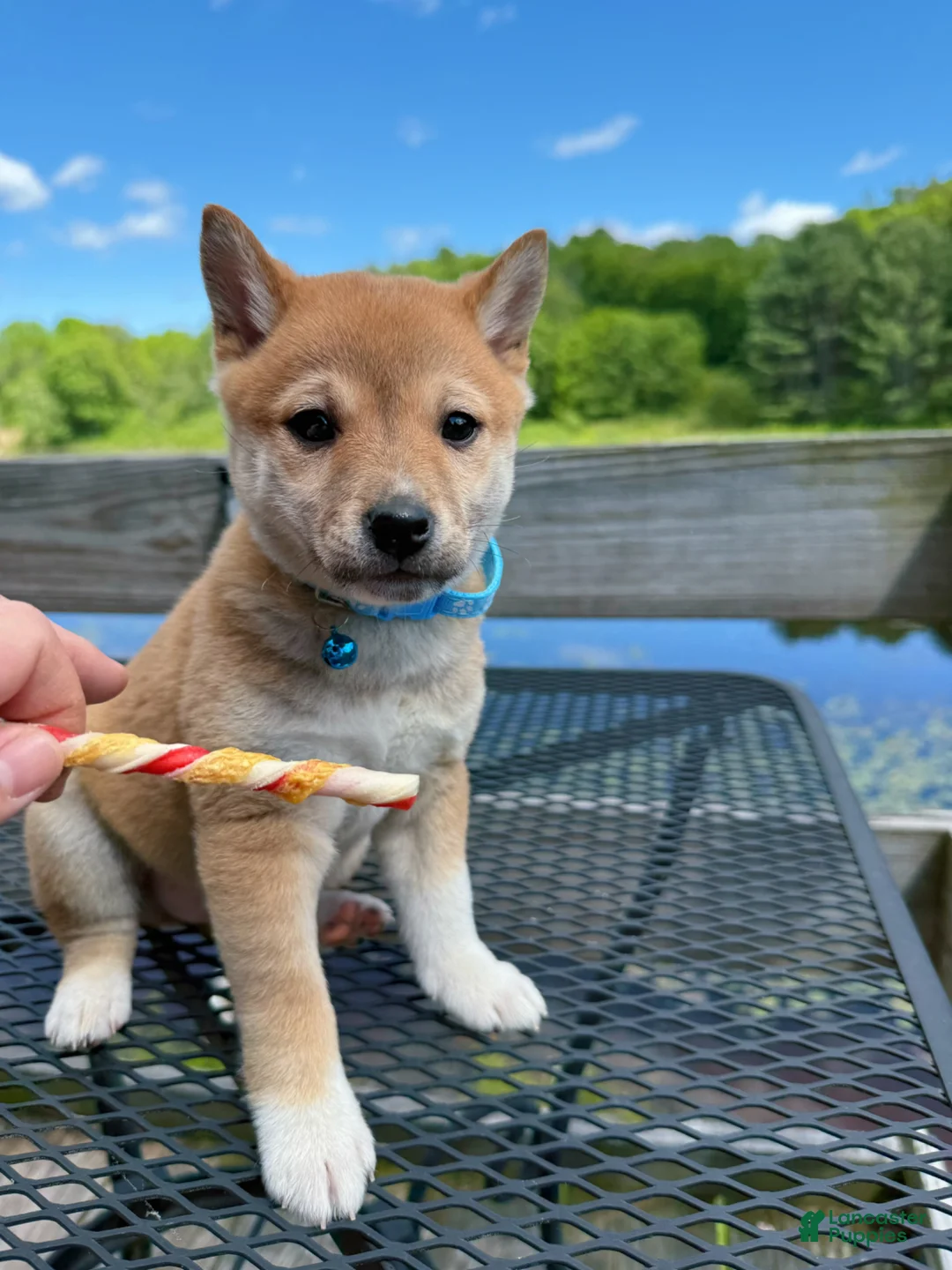 Shiba Inu dogs for sale: 💙 Bluey 💙 - Ad 3