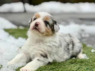 Australian Shepherd dogs Koa - Ad 41