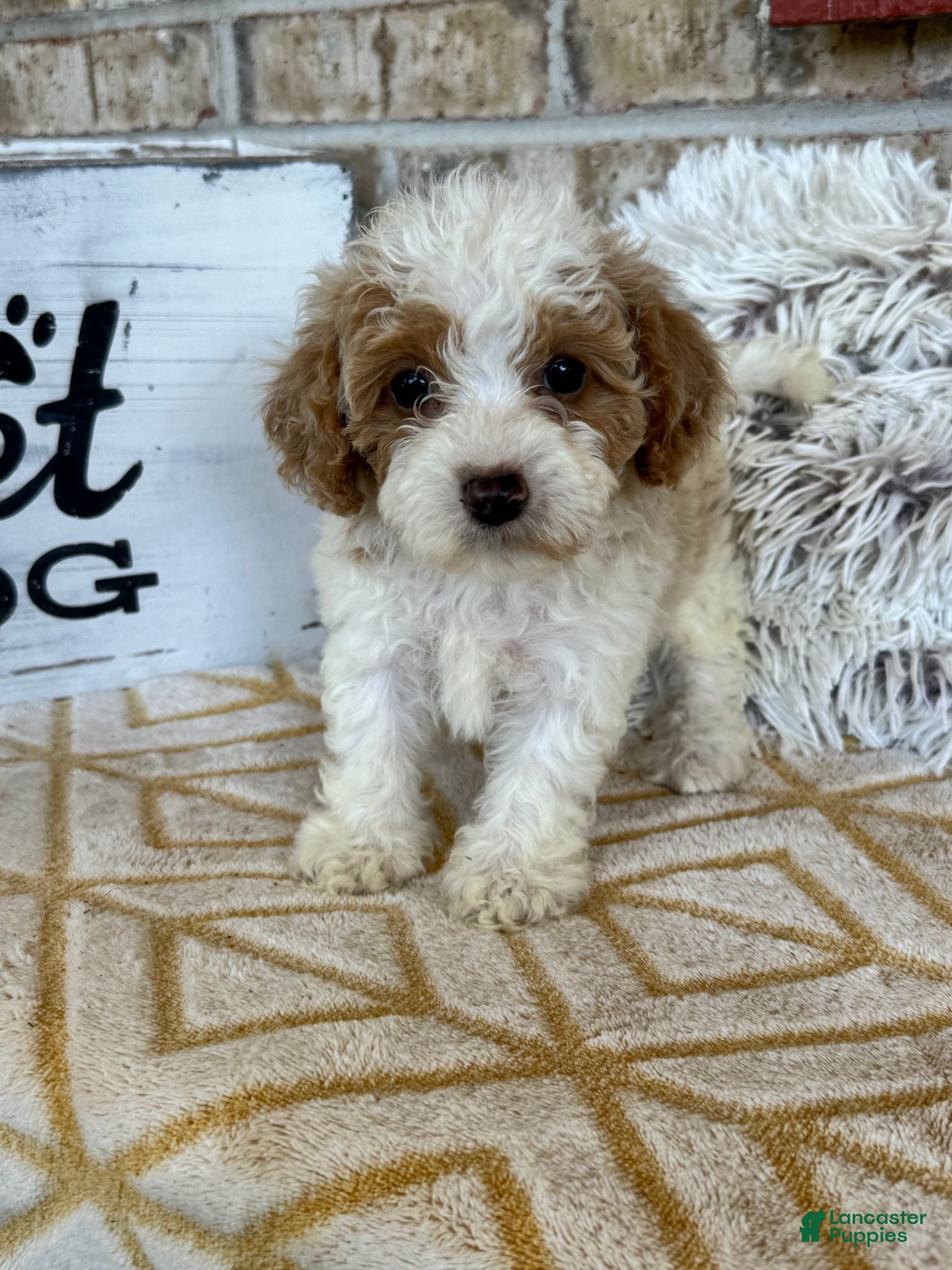 Cavapoo dogs Rory - Ad 26