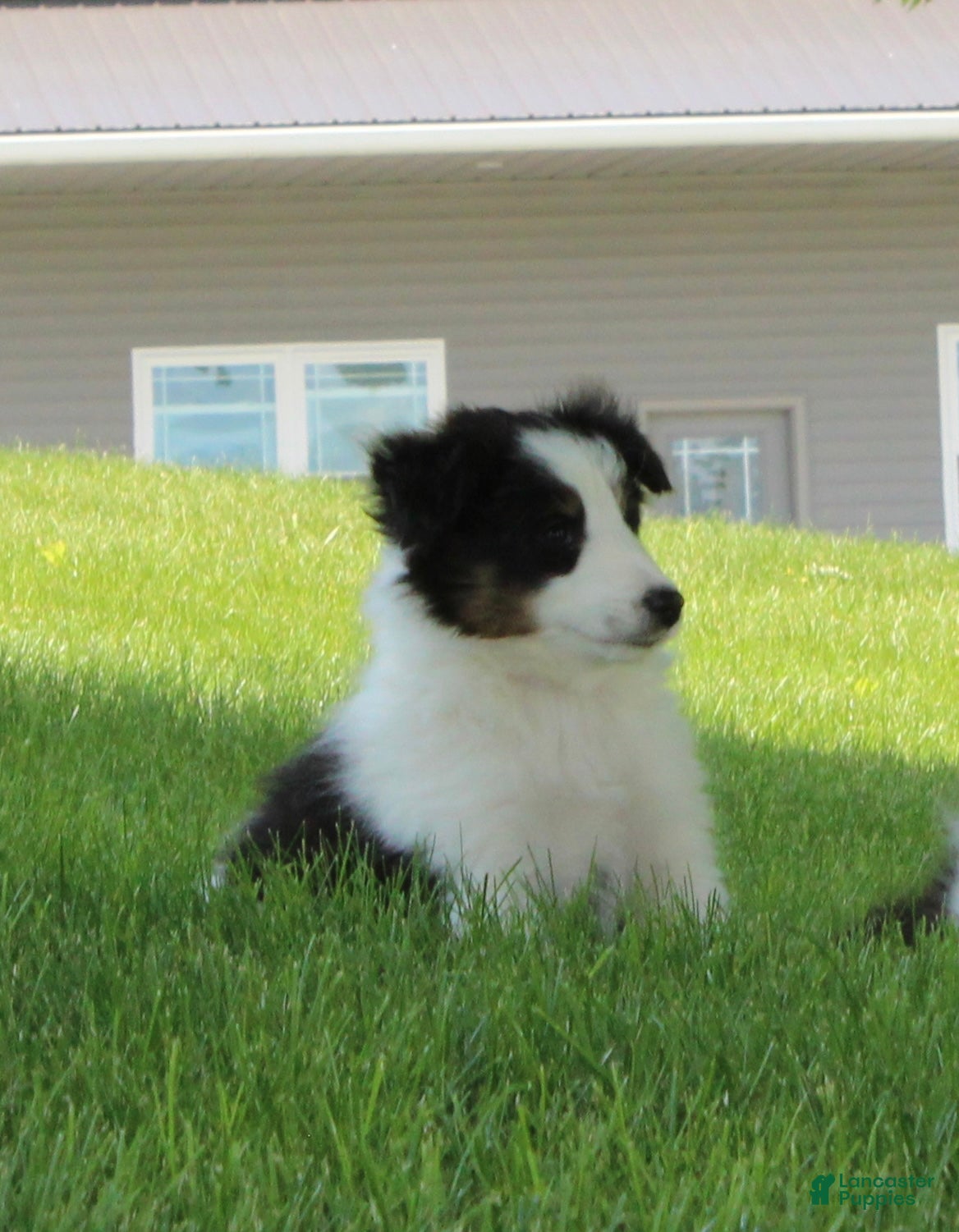 Shetland Sheepdog dogs Tasha - Ad 2