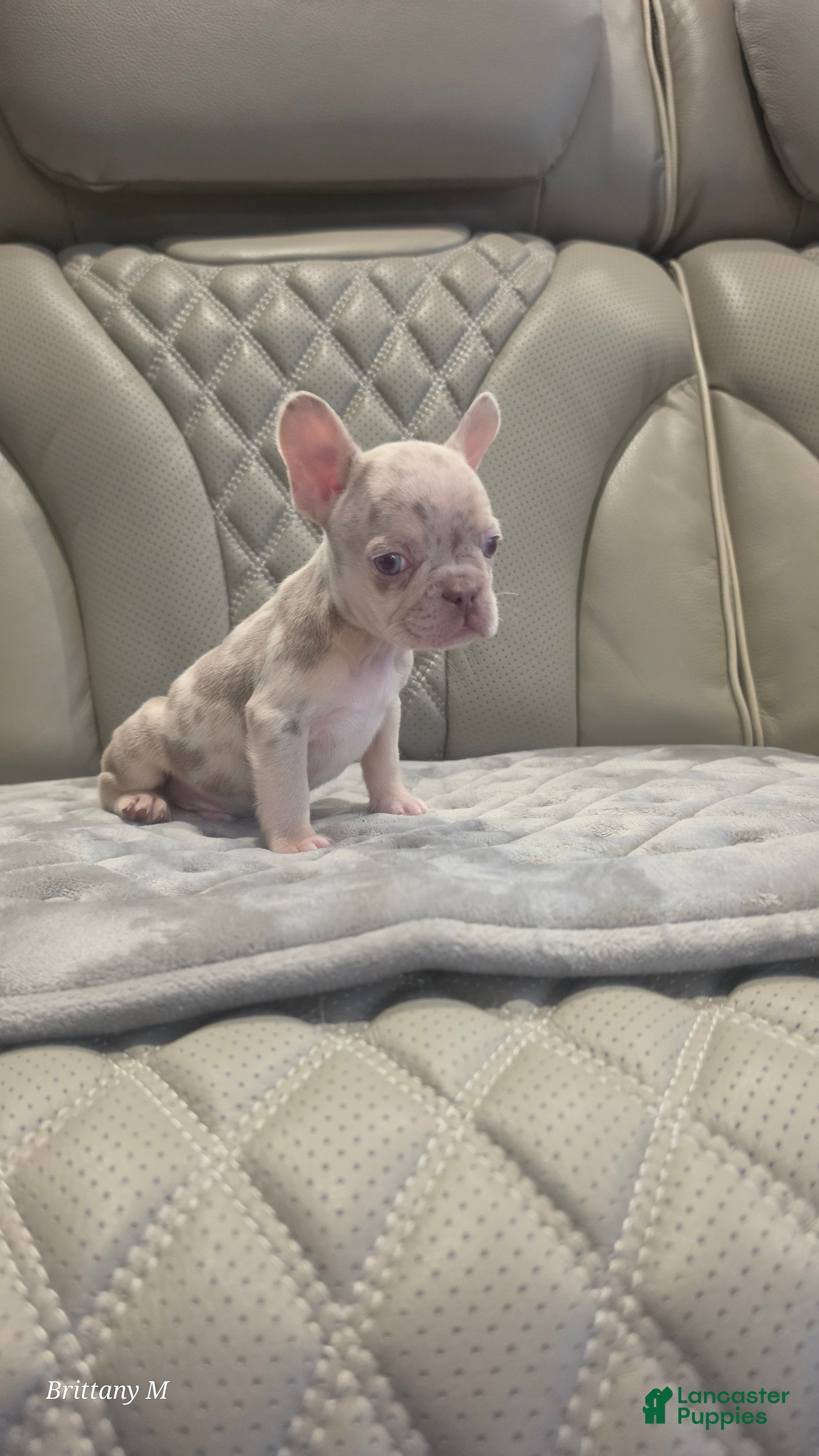 French Bulldog dogs French Bulldog 2 - Ad 10