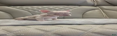 French Bulldog 2