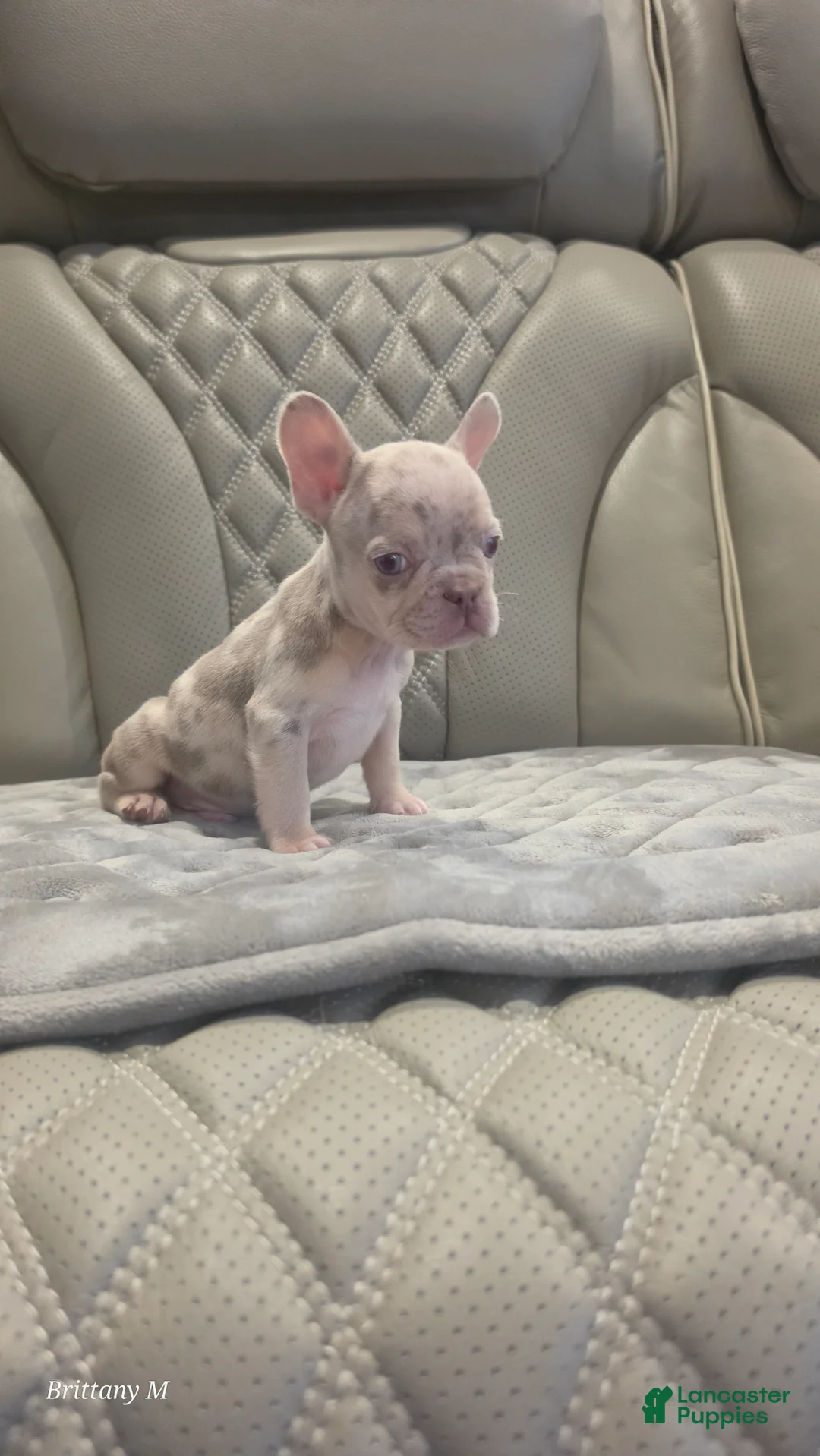 French Bulldog dogs for sale: French Bulldog 2 - Ad 1