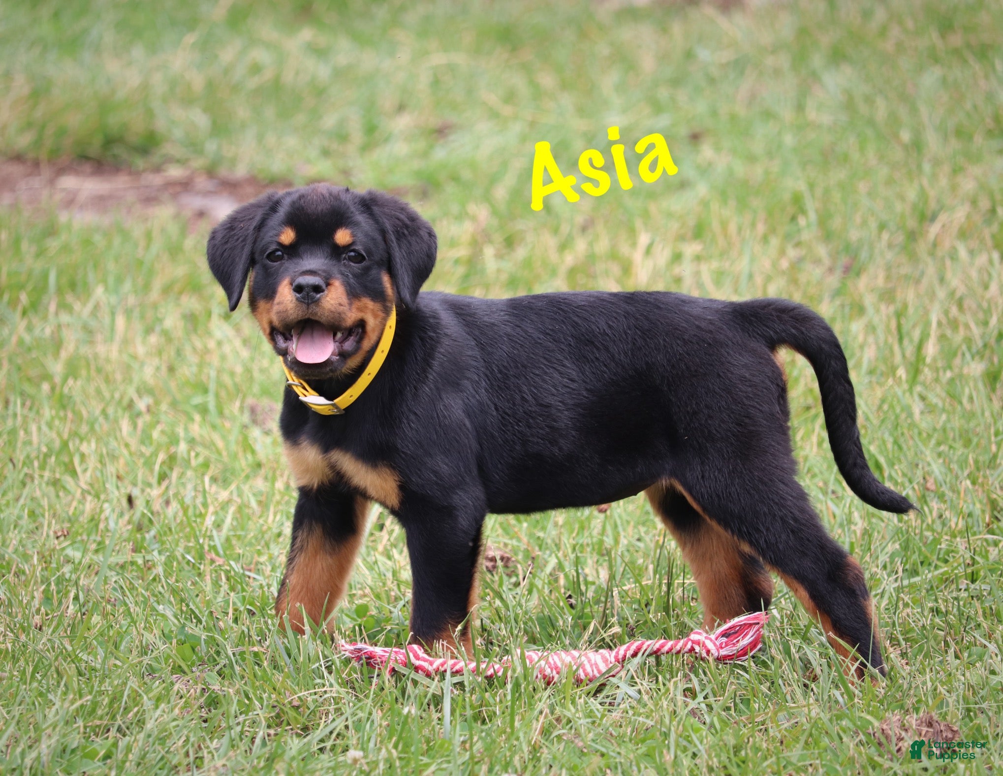 Rottweiler dogs Asia - Ad 1