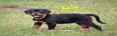 Asia