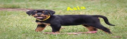 Rottweiler dogs for sale: Asia - Ad 1