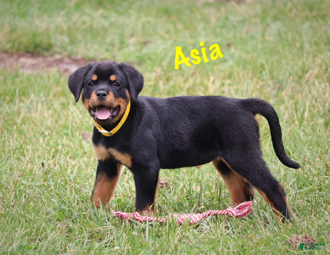 Rottweiler dogs for sale: Asia - Ad 1