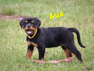 Rottweiler dogs for sale: Asia - Ad 2