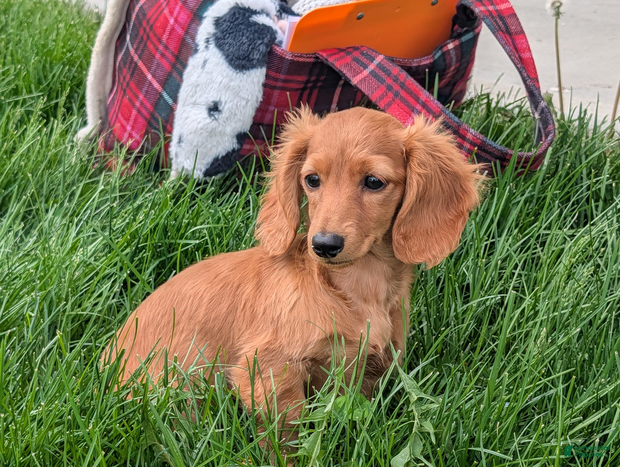 Miniature Dachshund dogs Quenton - Ad 2