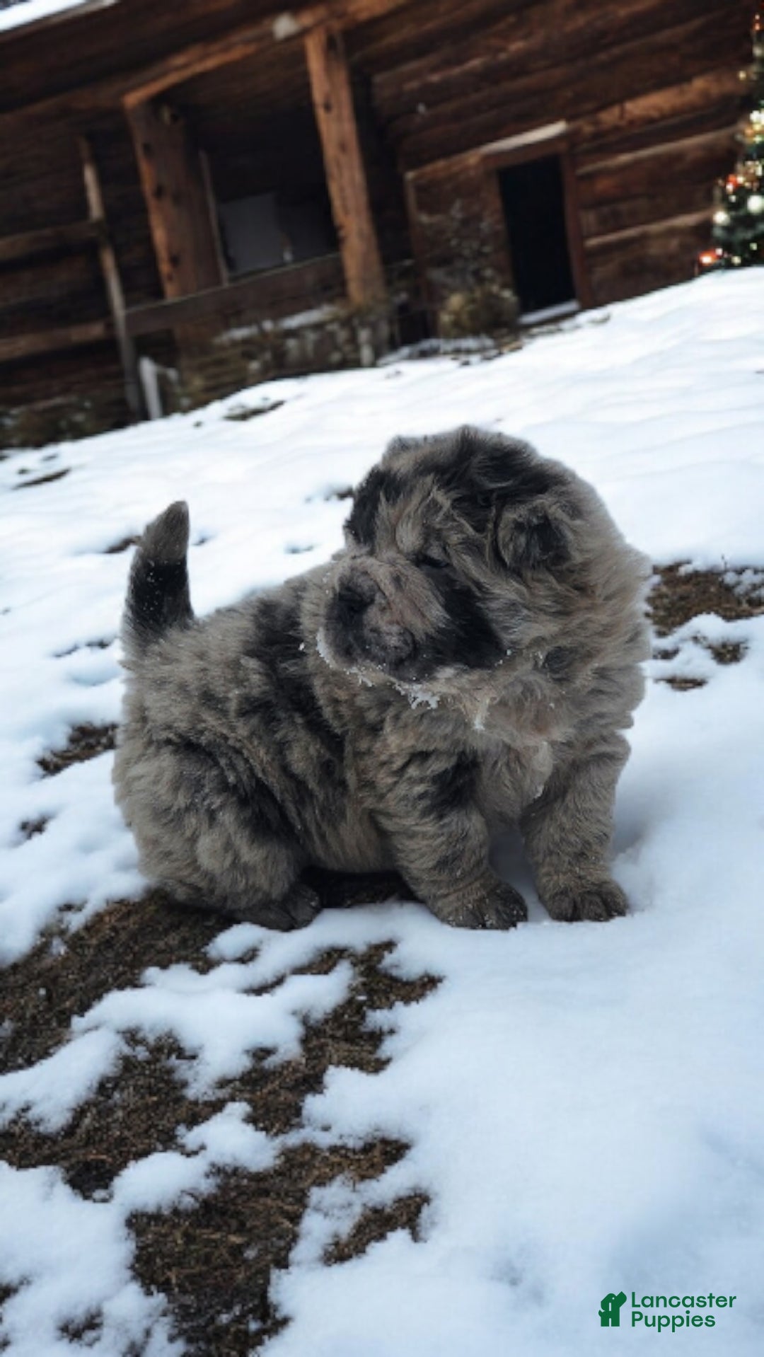 Shar Pei dogs for sale: Marla merle mini bear  - Ad 2
