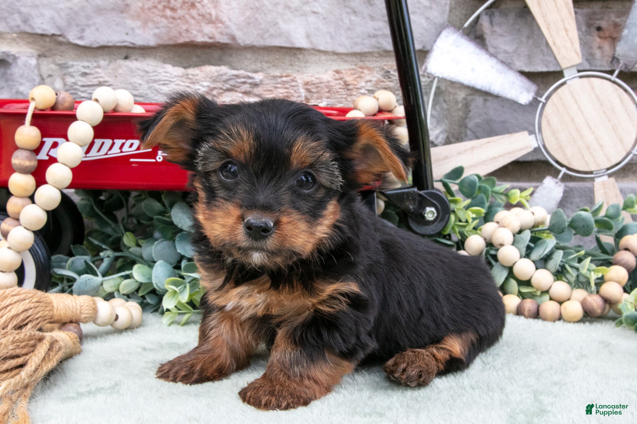 Yorkshire Terrier dogs Braxton - Ad 1