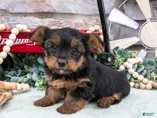 Yorkshire Terrier dogs for sale: Braxton - Ad 3