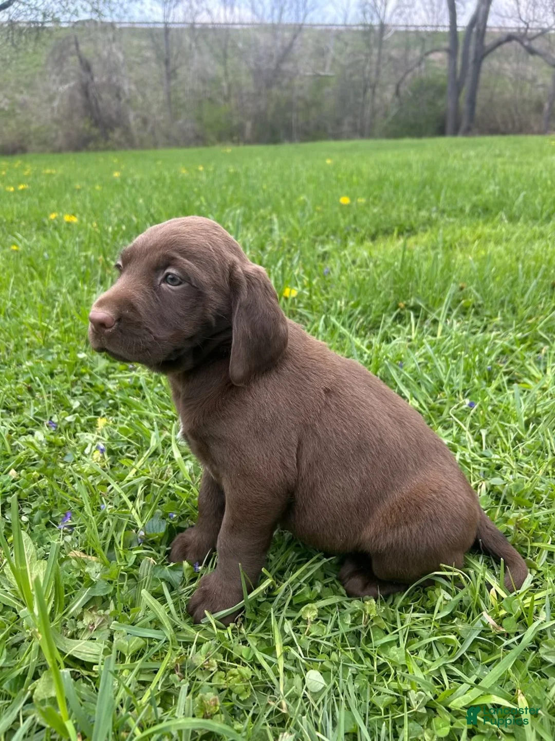 Mixed Breed dogs for sale: Hazel - Ad 2