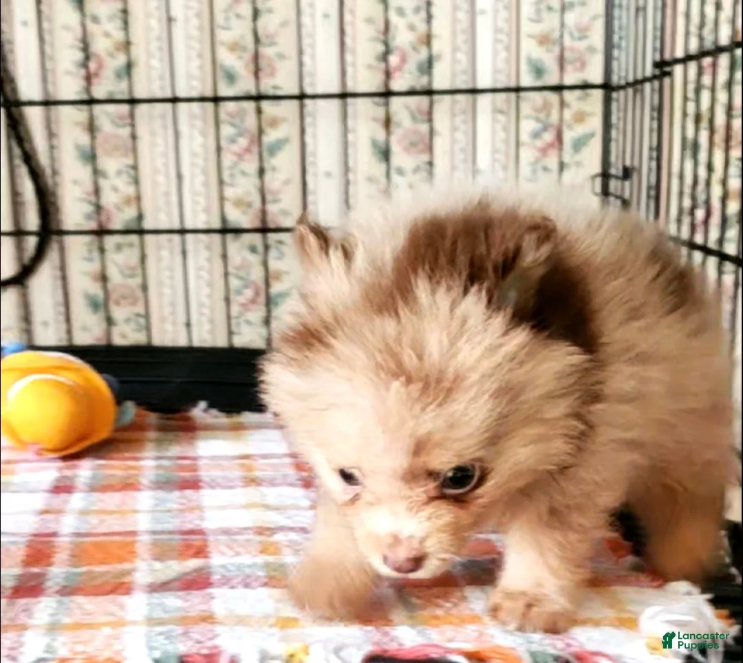 Pomeranian dogs for sale: Coco  - Ad 1