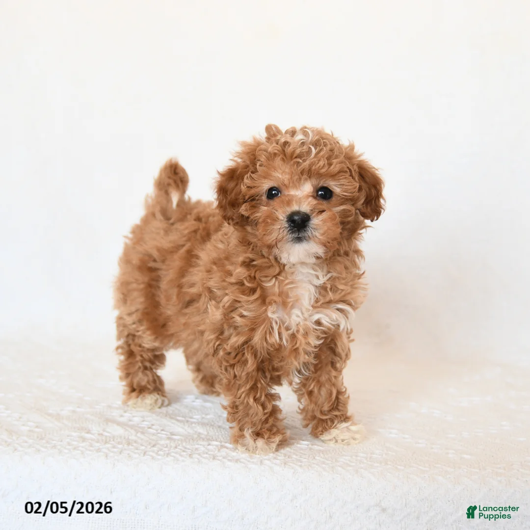 Miniature Poodle dogs for sale: Hero - Ad 5
