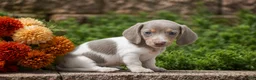 Miniature Dachshund dogs for sale: Tiger - Mini - Ad 5