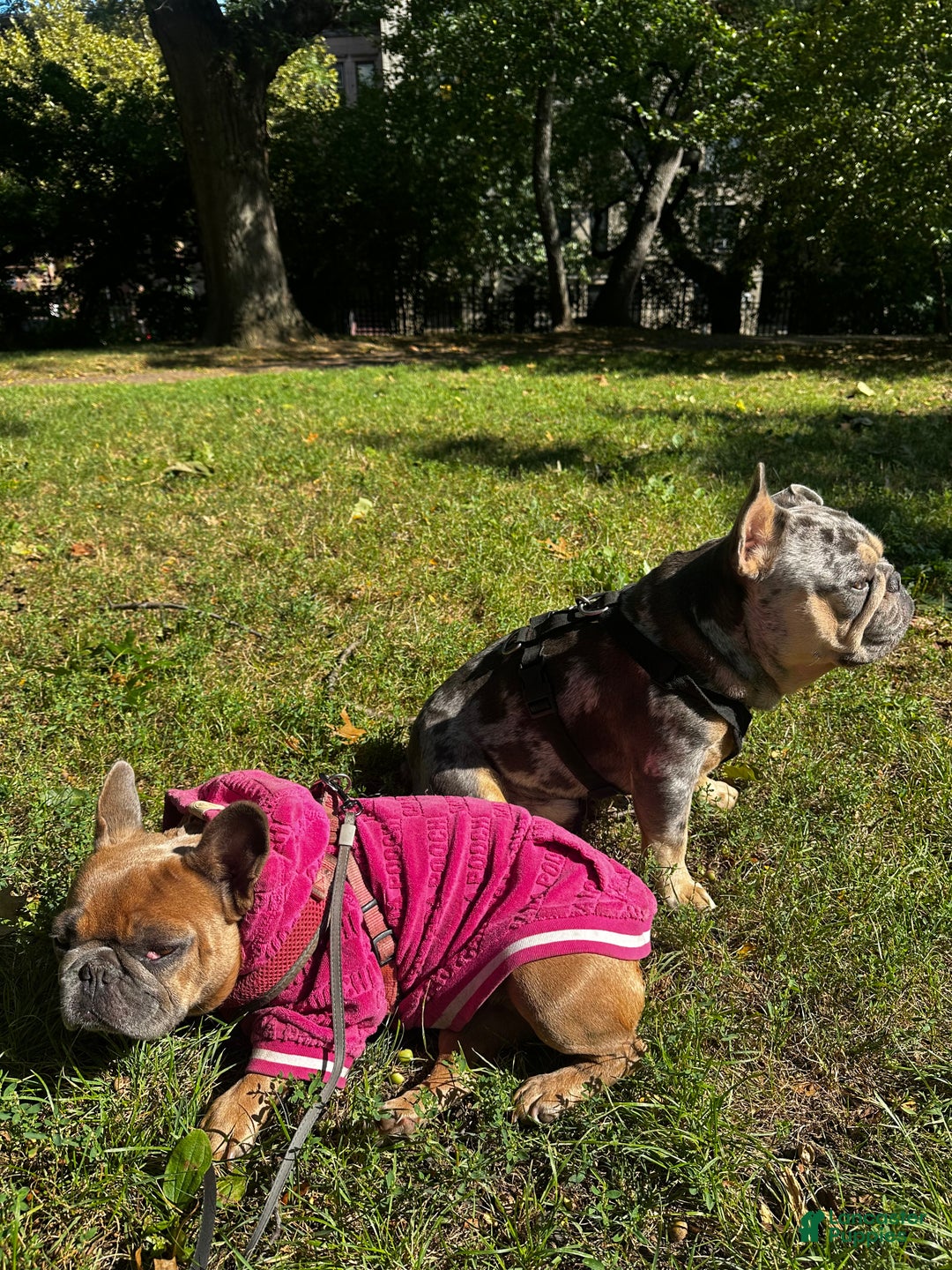 French Bulldog dogs for sale: Tiny - Ad 8
