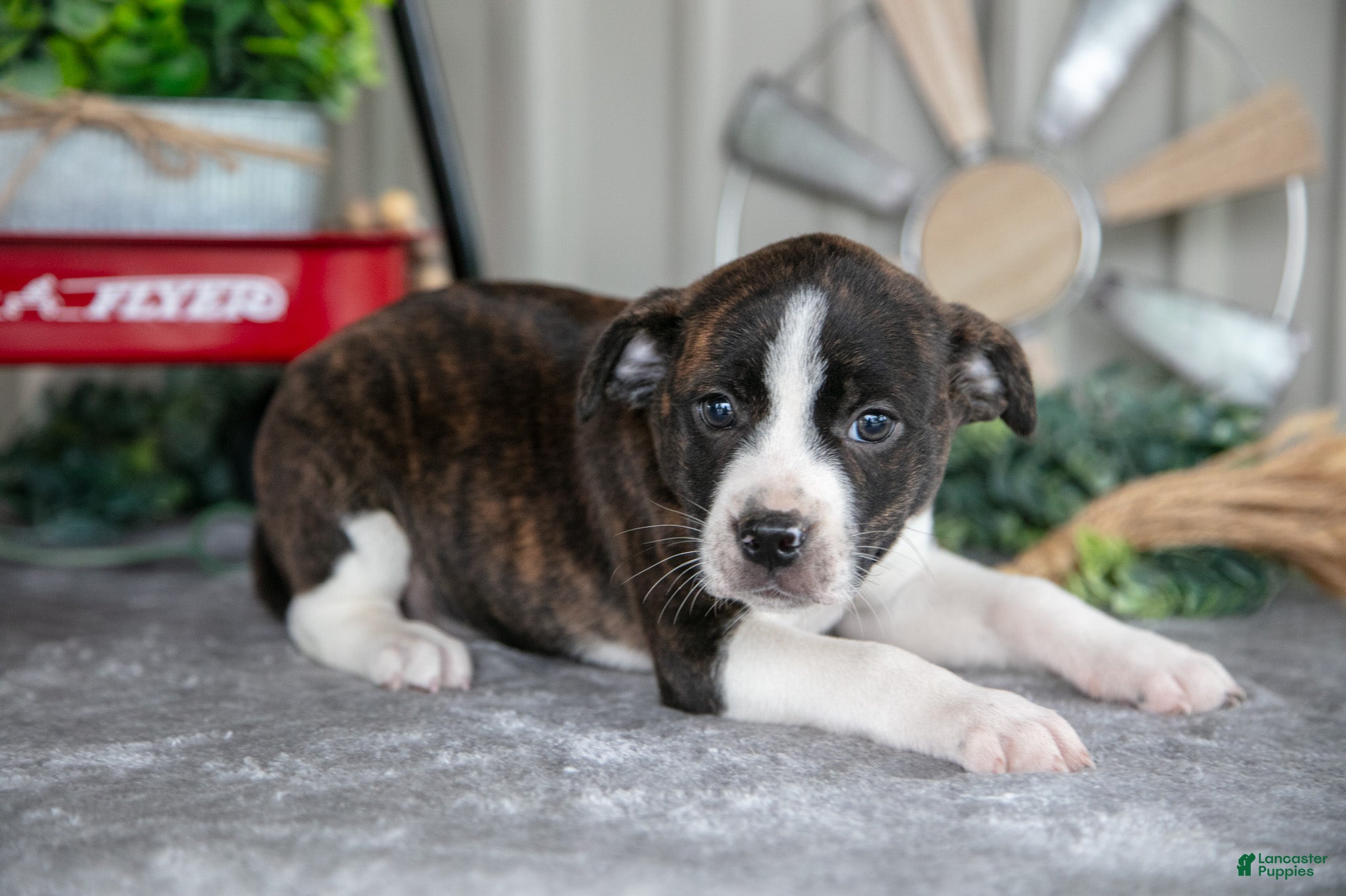 Mixed Breed dogs Stacy - Ad 9