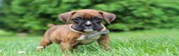 Boxer dogs for sale: Barney - Ad 2