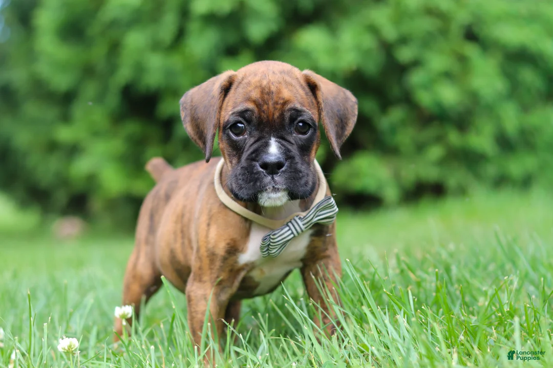 Boxer dogs for sale: Barney - Ad 2