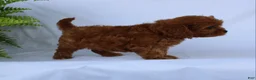 Cavapoo dogs for sale: Max - Ad 8