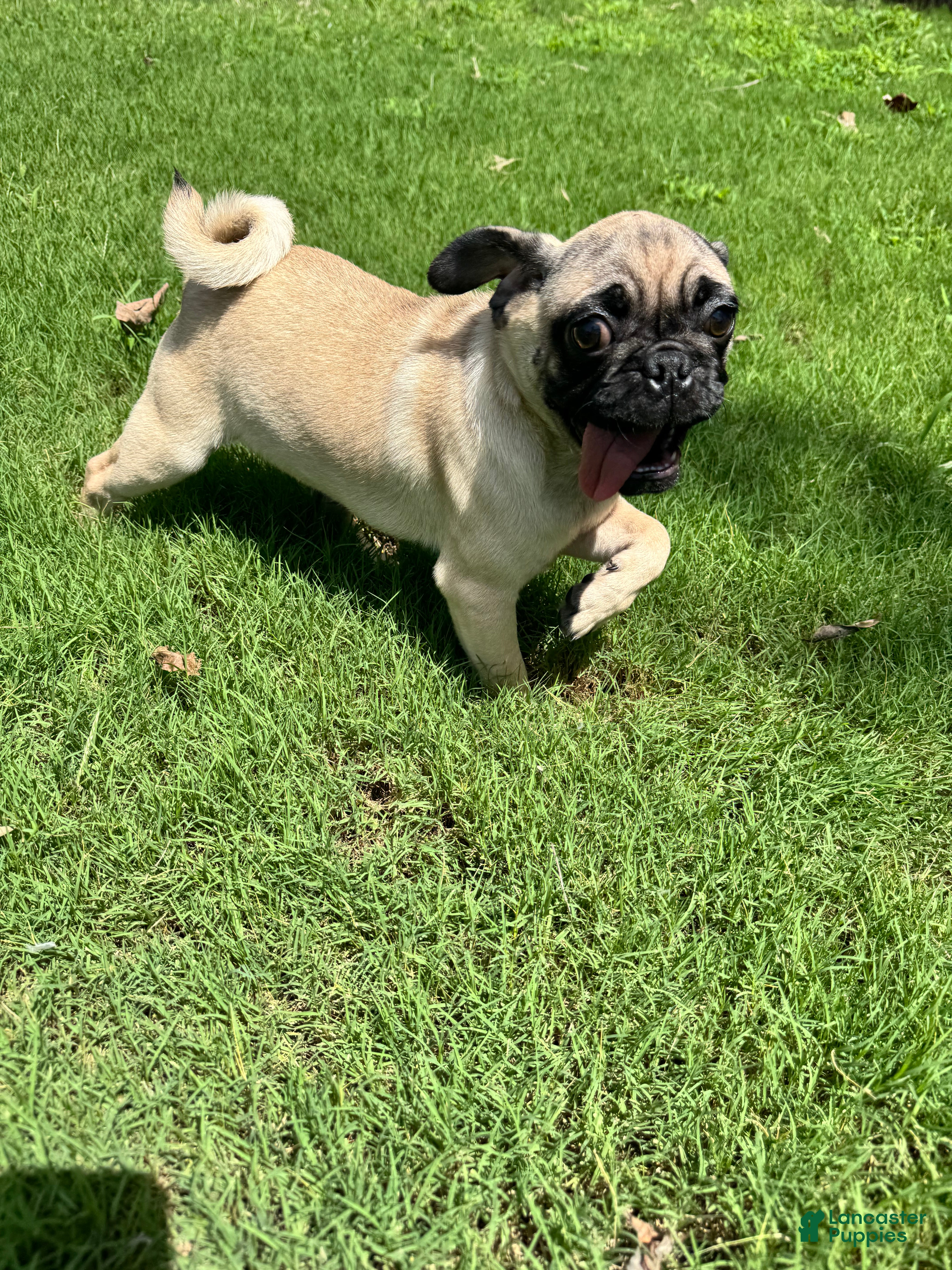 Pug dogs Leroy - Ad 1
