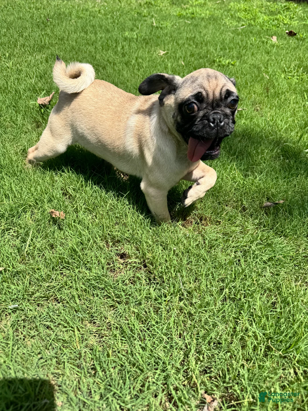 Pug dogs for sale: Leroy - Ad 1
