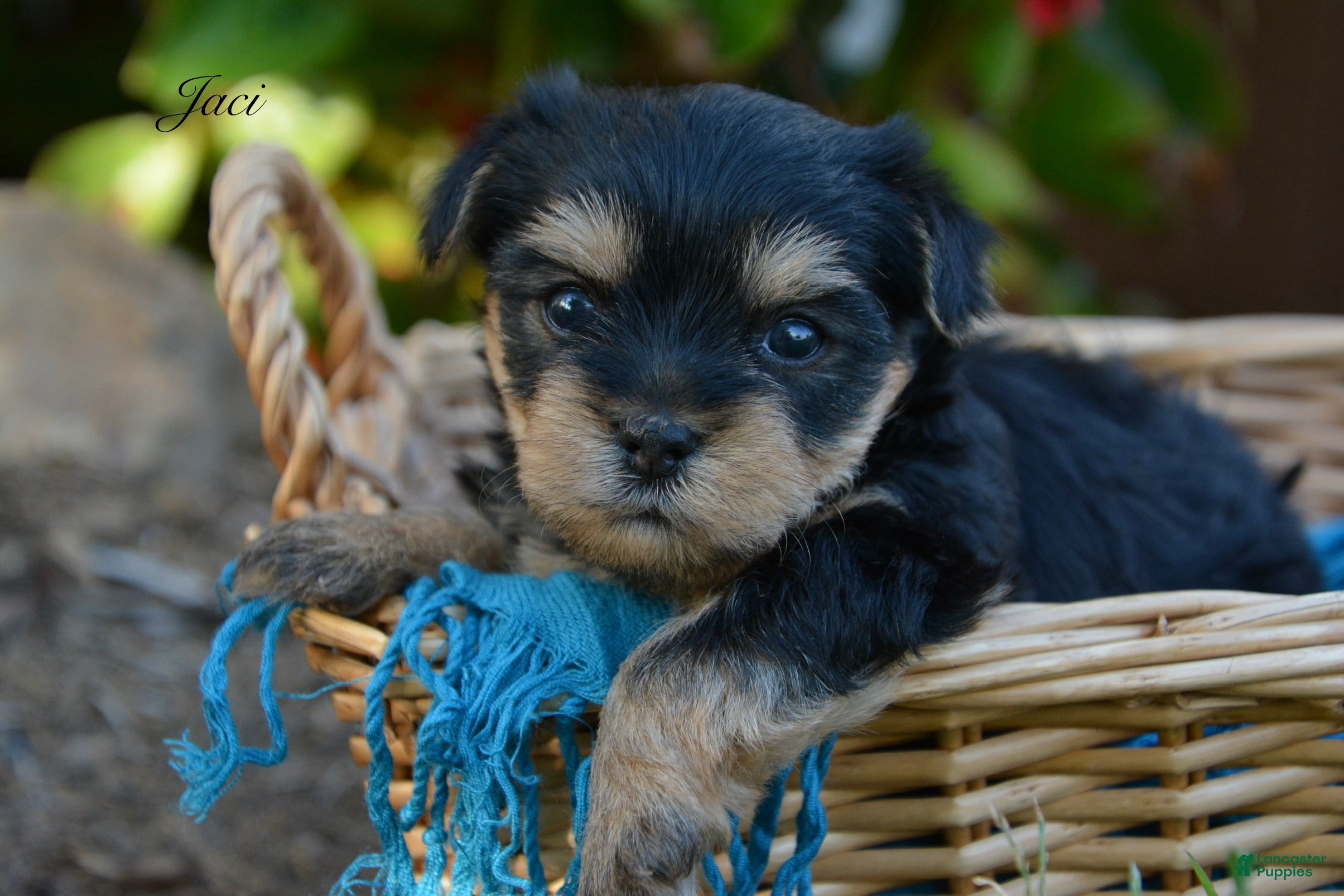 Yorkshire Terrier dogs Jaci - Ad 1
