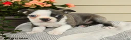 Boston Terrier dogs for sale: Bailey - Ad 2