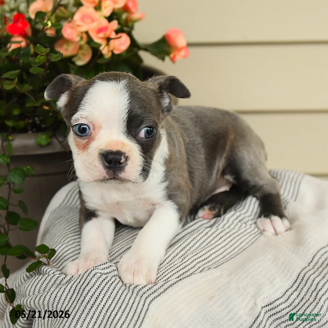 Boston Terrier dogs for sale: Bailey - Ad 2