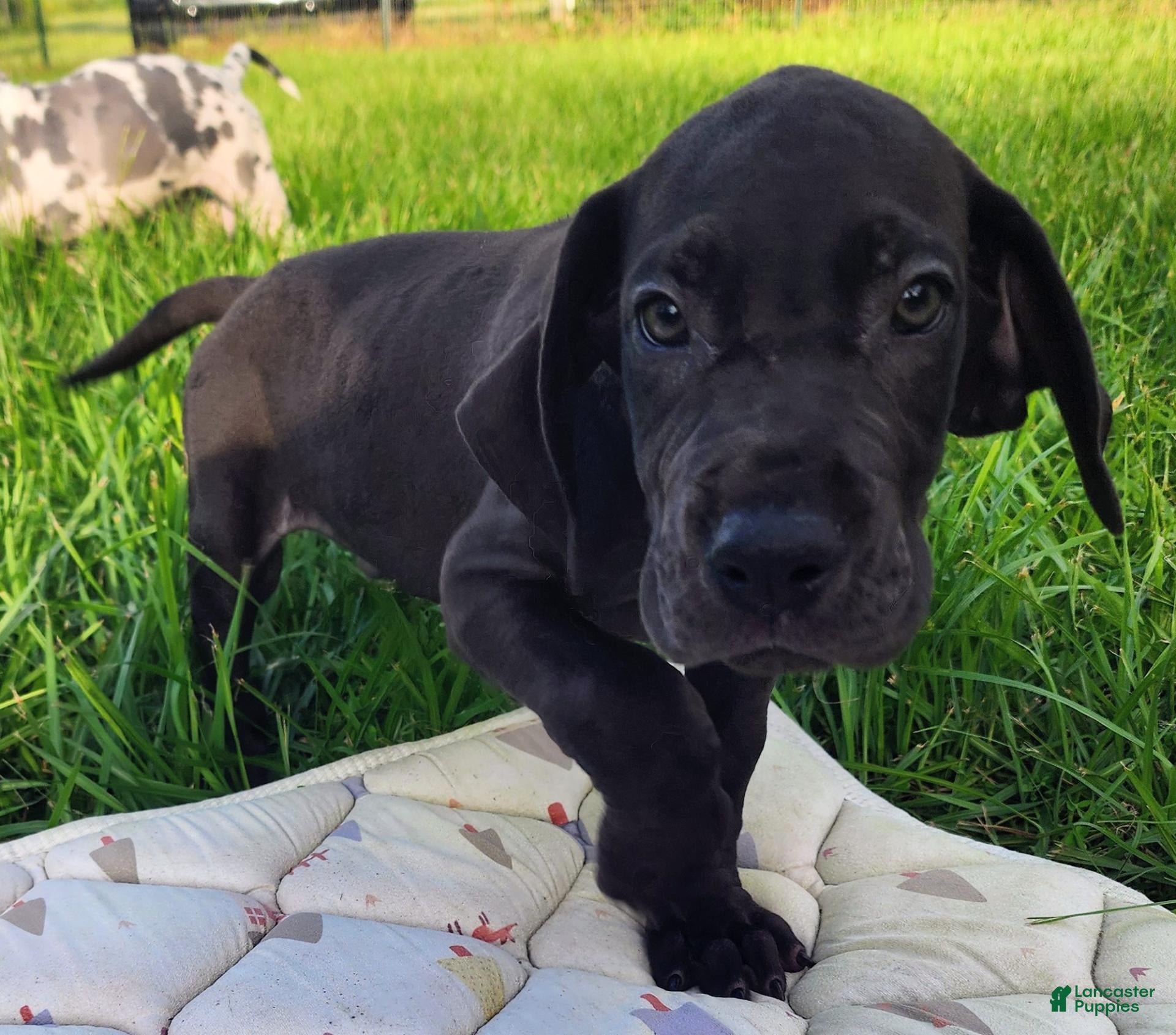 Great Dane dogs for sale: Max - Ad 1