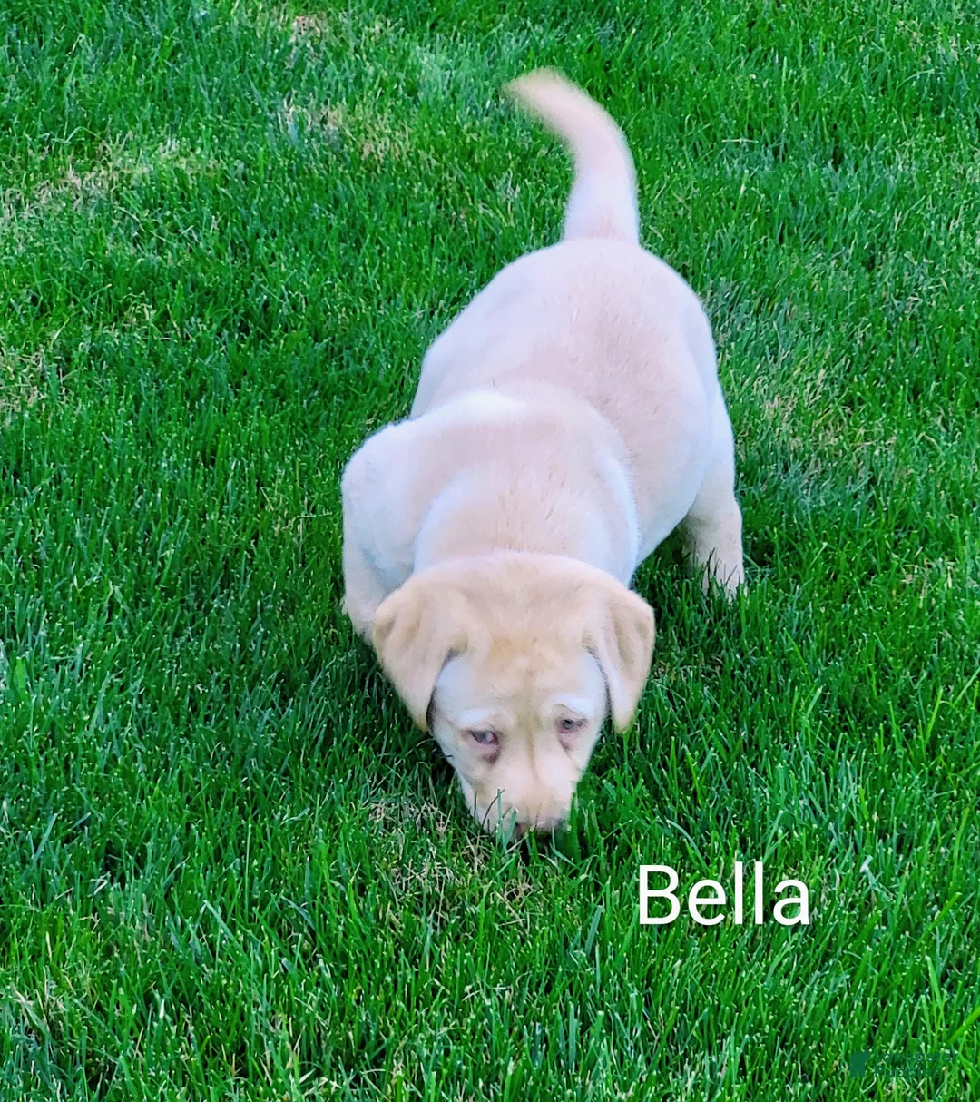 Labrador Retriever dogs for sale: Labrador Retriever Puppy 2Bella - Ad 1