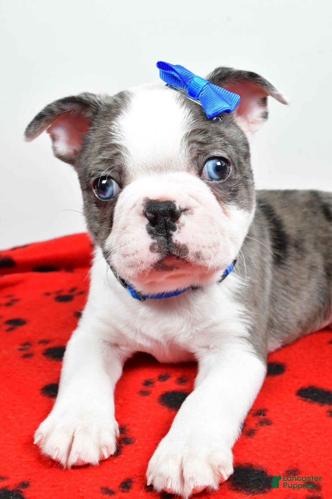 Mixed Breed dogs for sale: Scout - Ad 2