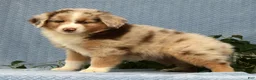Miniature Australian Shepherd dogs for sale: Riley - Ad 4